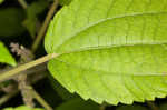 Smallspike false nettle